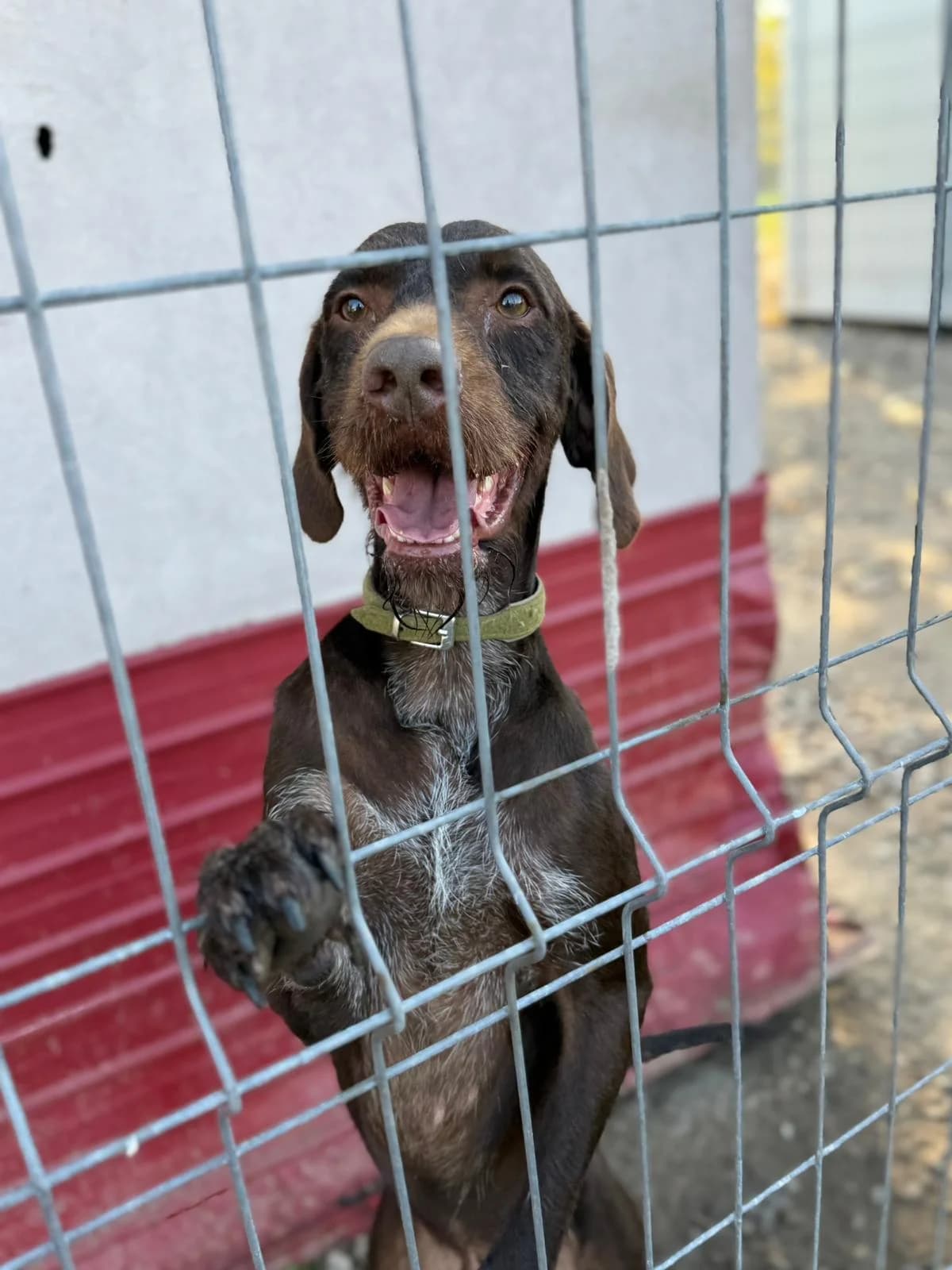 Lord, male 4yo Mixed Breed for adoption at Kola Kariola