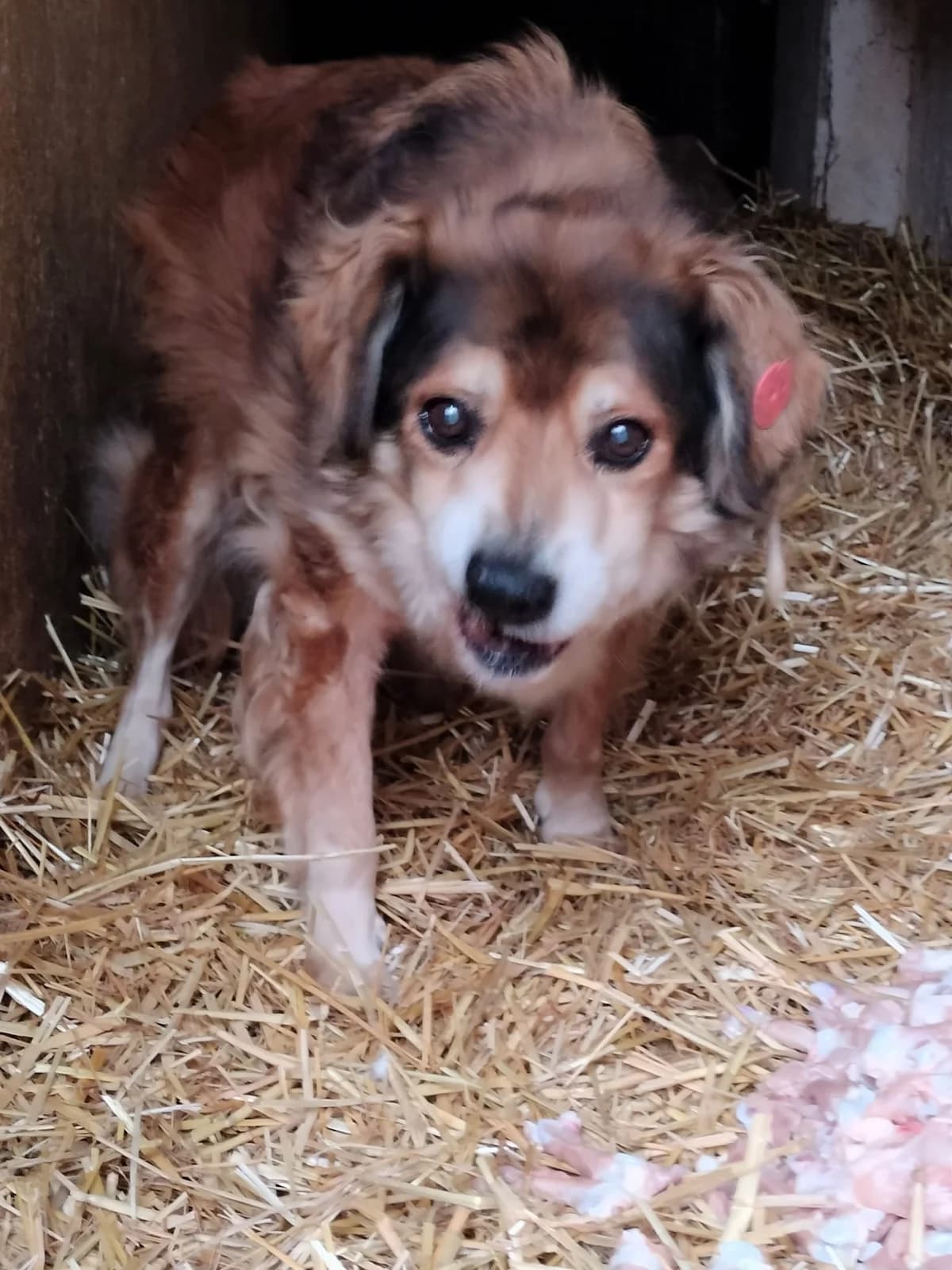 Lăbuș, Mixed Breed for adoption at Little Paws Squad and The Environment