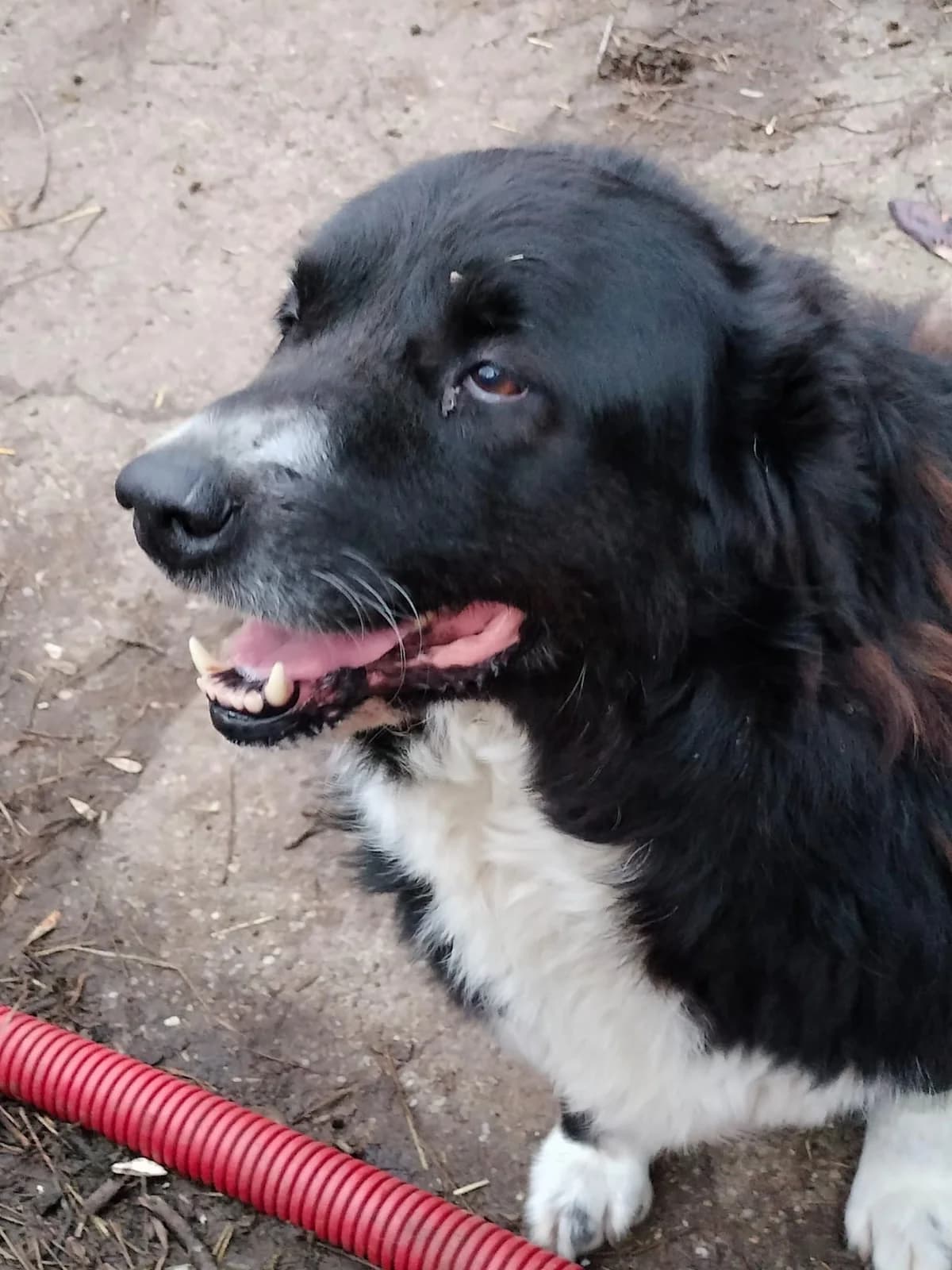 Fetița, Mixed Breed for adoption at Little Paws Squad and The Environment