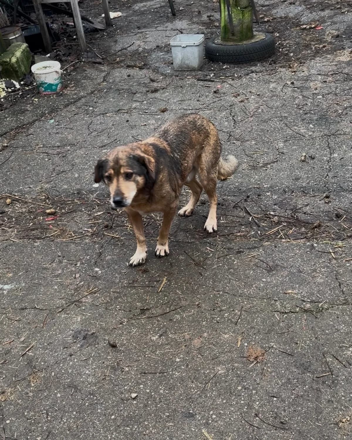 Rex, Mixed Breed for adoption at Little Paws Squad and The Environment