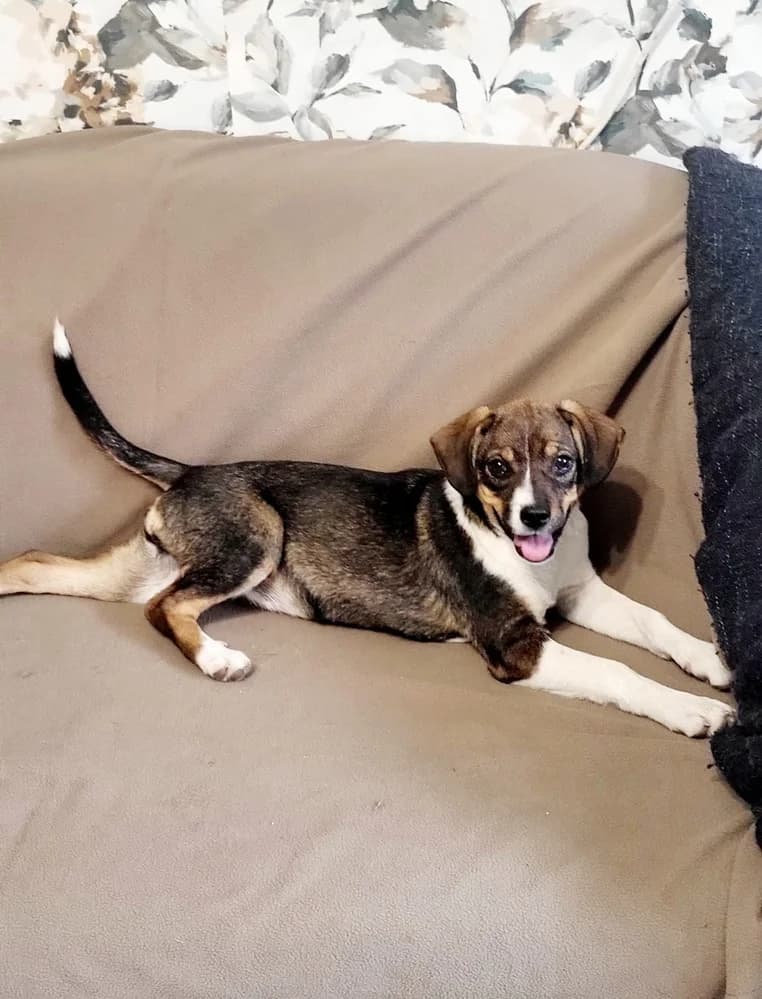 Catelusa Beagle pentru Adoptie, male 4yo Beagle for adoption at Love For Animals Shelter
