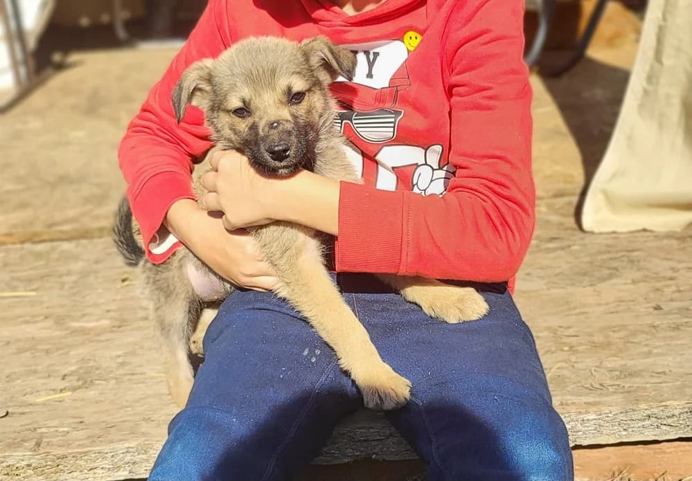 Catelusa talie mica pentru adoptie, female Mixed Breed for adoption at Love For Animals Shelter