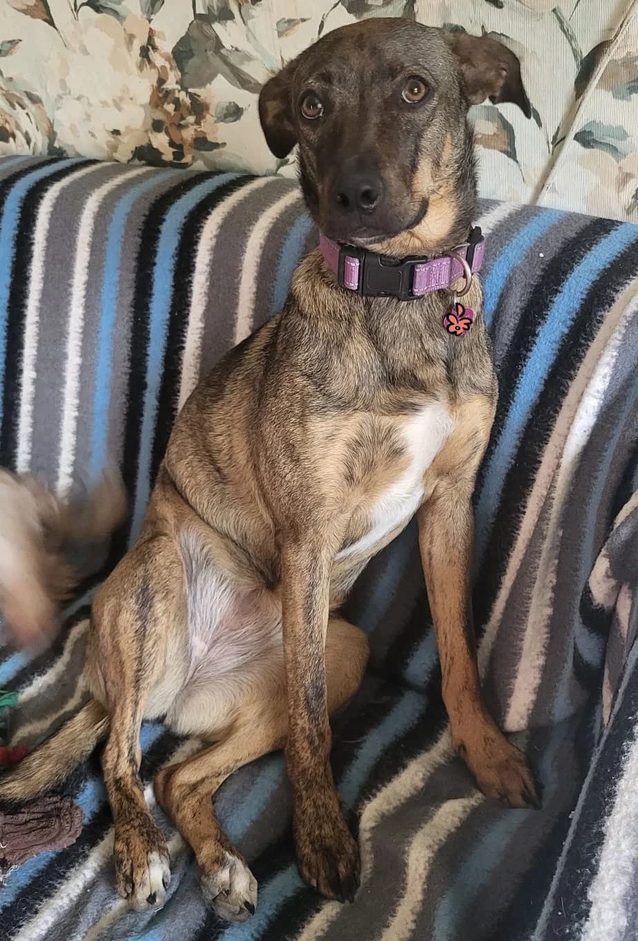 Treeing Tennessee Brindle Metis pentru Adopție, male Mixed Breed for adoption at Love For Animals Shelter