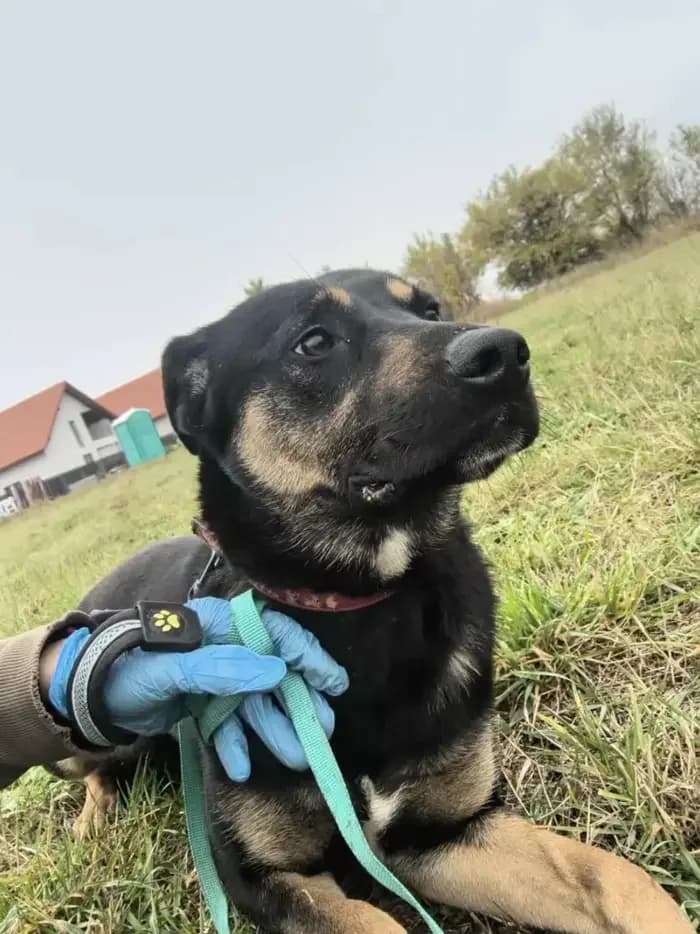 Pepper își caută o familie permanentă, male Mixed Breed for adoption at Love For Animals Shelter