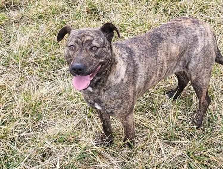 Pitbull Adopție Brașov, female Pit Bull Terrier for adoption at Love For Animals Shelter
