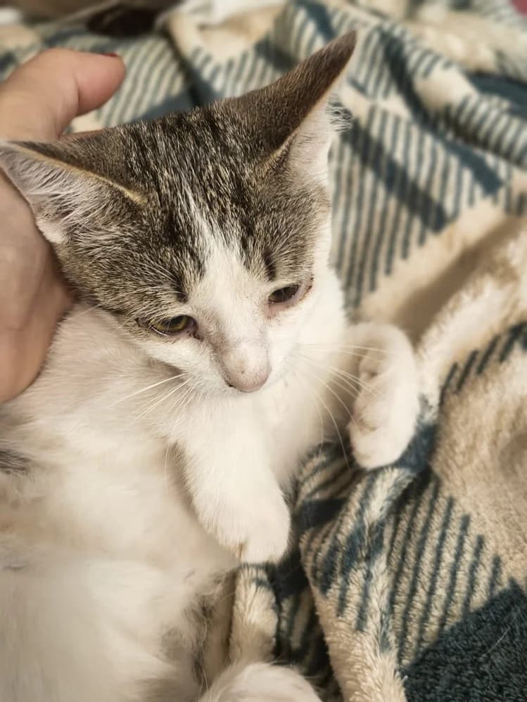 Pisicuță spre adopție în Brașov, female Mixed Breed for adoption at Love For Animals Shelter