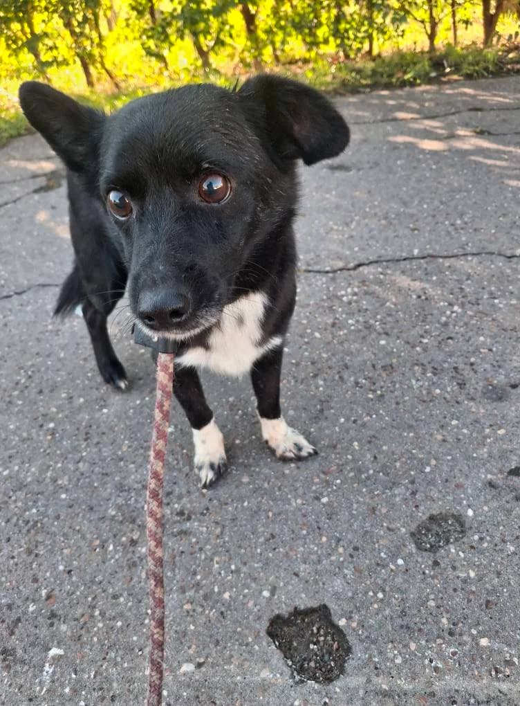AIKO 7472- adoptat, male young mixed breed for adoption at No Limit Pets, Romania