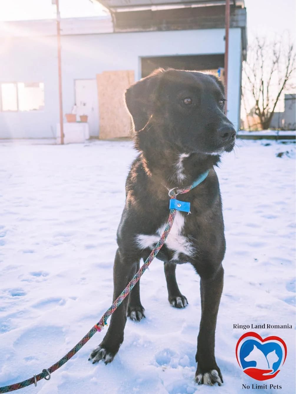AKINO 1414, male young Mixed Breed for adoption at No Limit Pets, Romania