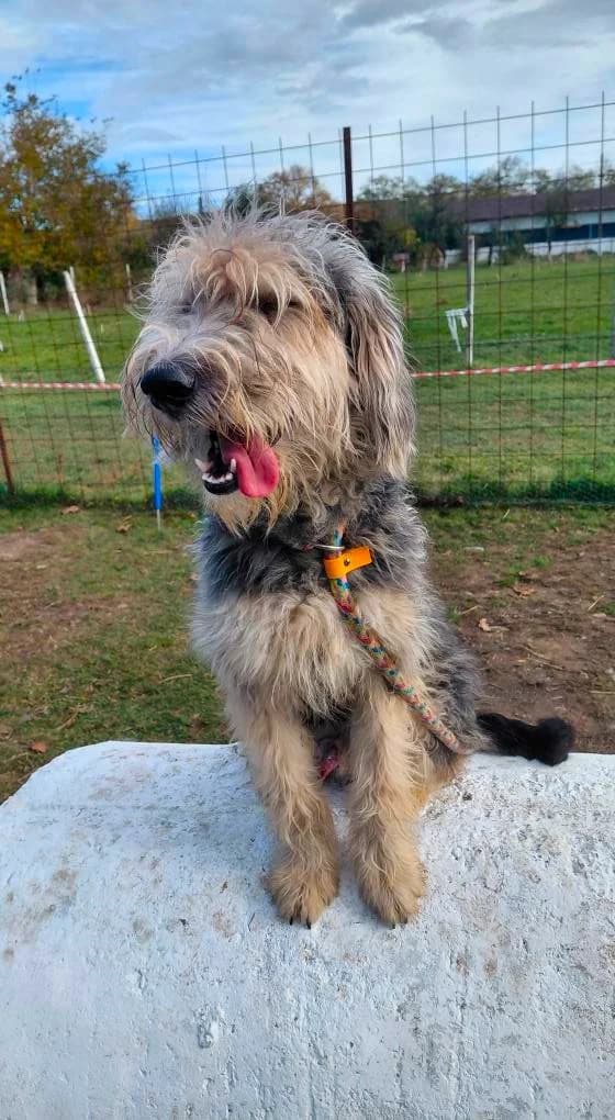 ALFIE 2195, male young Mixed Breed for adoption at No Limit Pets, Romania