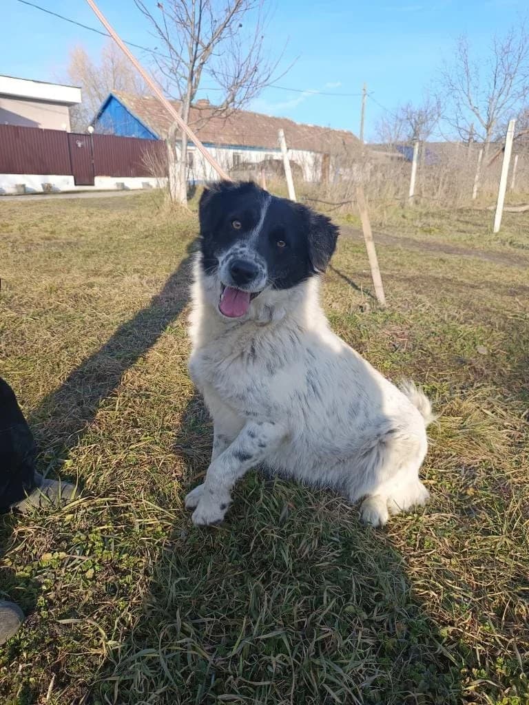 ALINA, female young mixed breed for adoption at No Limit Pets, Romania