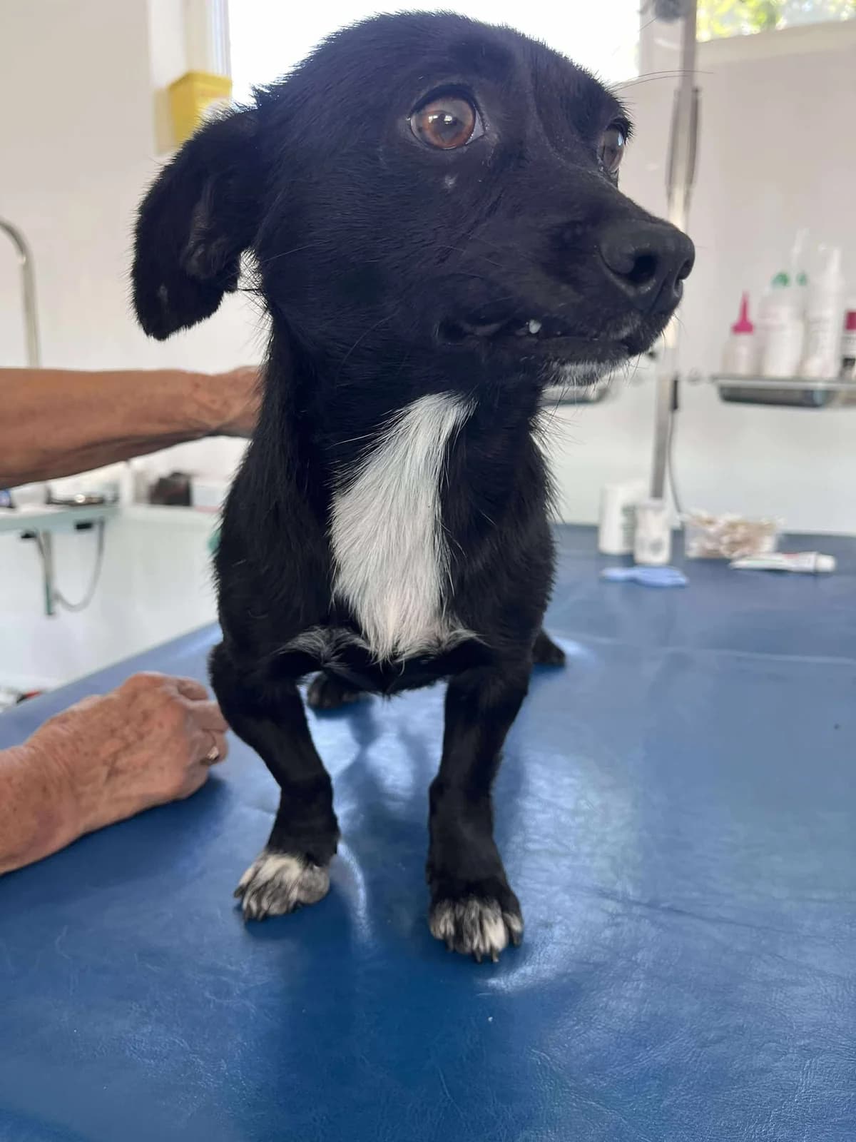 ALMA, female mixed breed for adoption at No Limit Pets, Romania