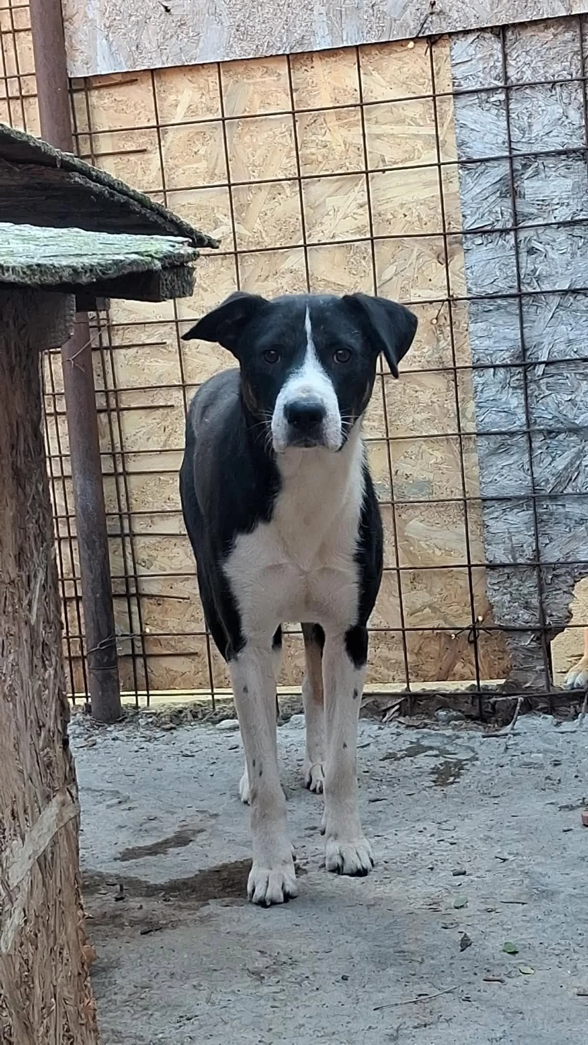 AMARI 8924, male 3yo mixed breed for adoption at No Limit Pets, Romania
