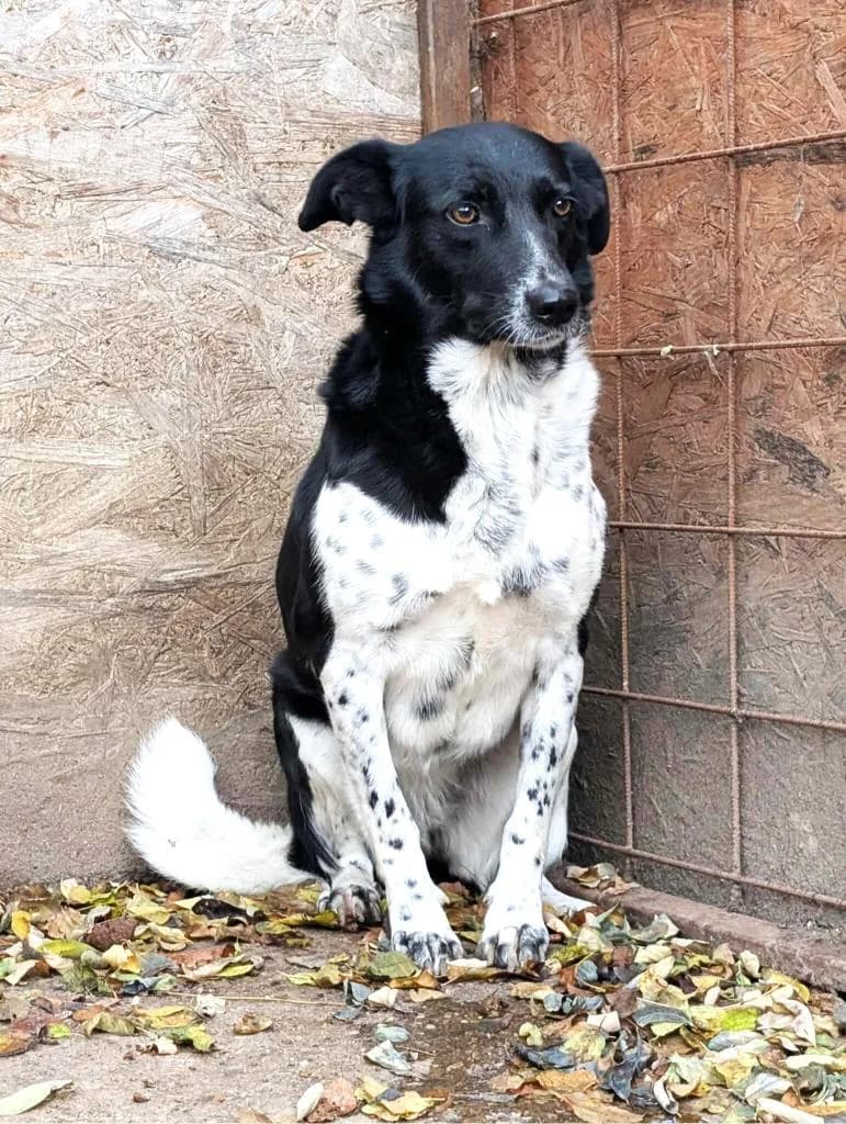 AMY 1858, female young Mixed Breed for adoption at No Limit Pets, Romania