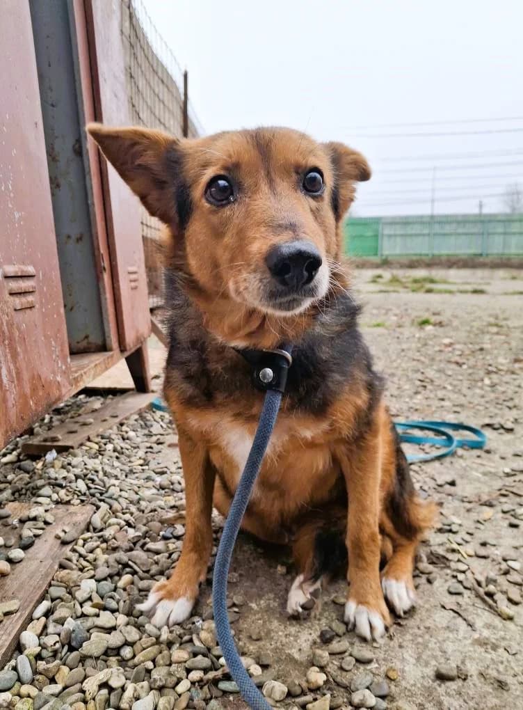 AMY 2616, female young Mixed Breed for adoption at No Limit Pets, Romania