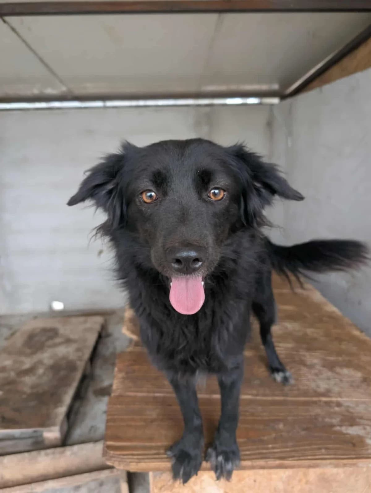 AMY 5980, female Mixed Breed for adoption at No Limit Pets, Romania