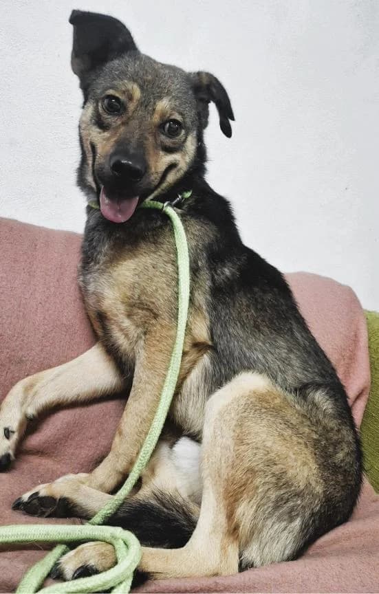 ANGELO 4928, male young Mixed Breed for adoption at No Limit Pets, Romania