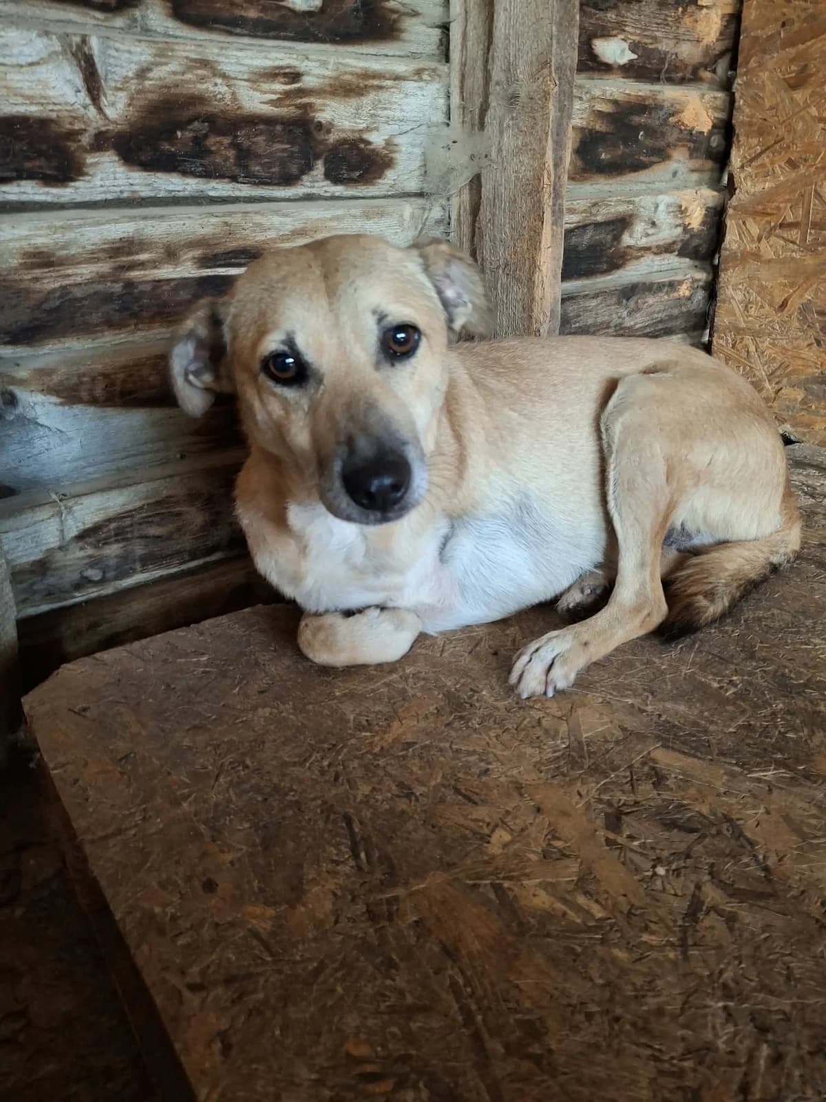 ANGUS 6360, male 4yo mixed breed for adoption at No Limit Pets, Romania