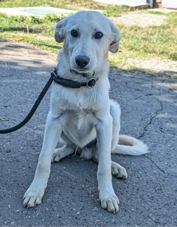 ANJO 2177 -ADOPTAT, male mixed breed for adoption at No Limit Pets, Romania