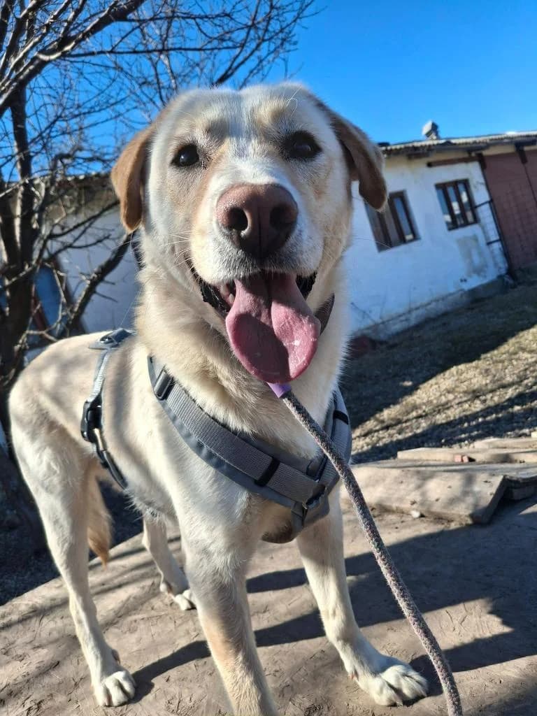 ARAGON 3658, male young Mixed Breed for adoption at No Limit Pets, Romania