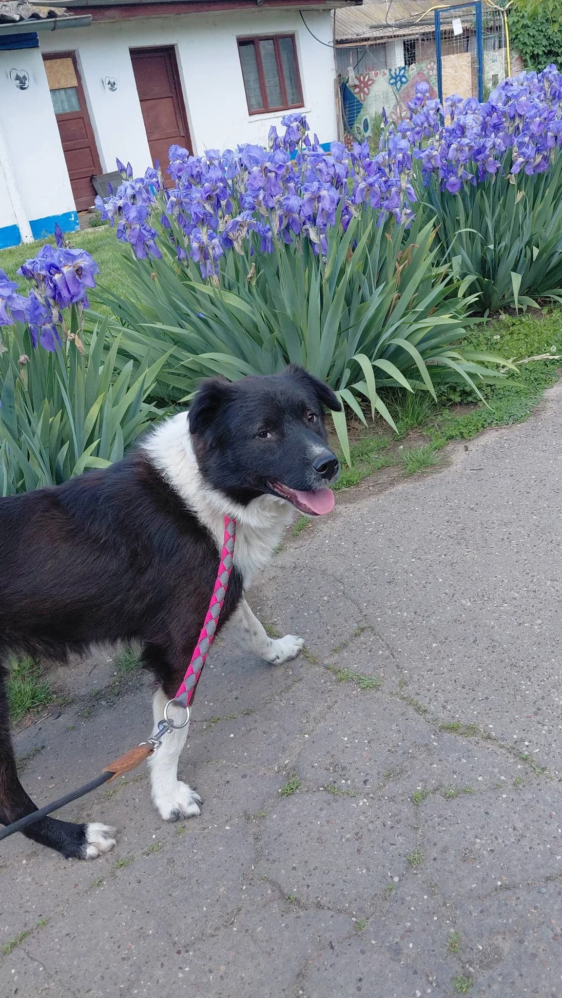ARES 4283, male young mixed breed for adoption at No Limit Pets, Romania