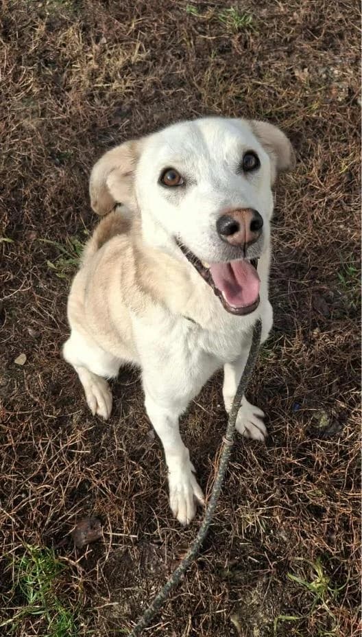 ARKO 4276, male Mixed Breed for adoption at No Limit Pets, Romania
