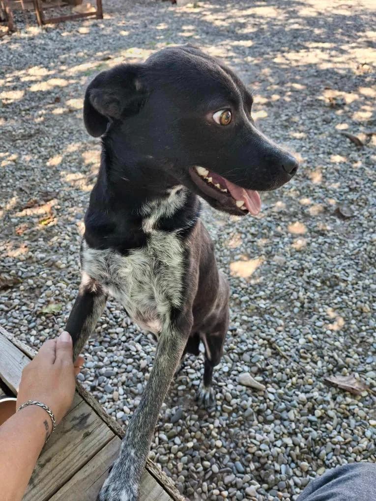ARNUK 4477, male young Mixed Breed for adoption at No Limit Pets, Romania