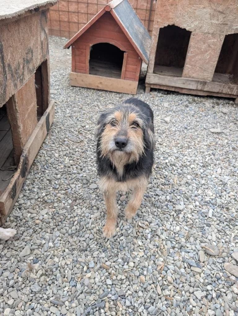ARTUR 2217, male mixed breed for adoption at No Limit Pets, Romania