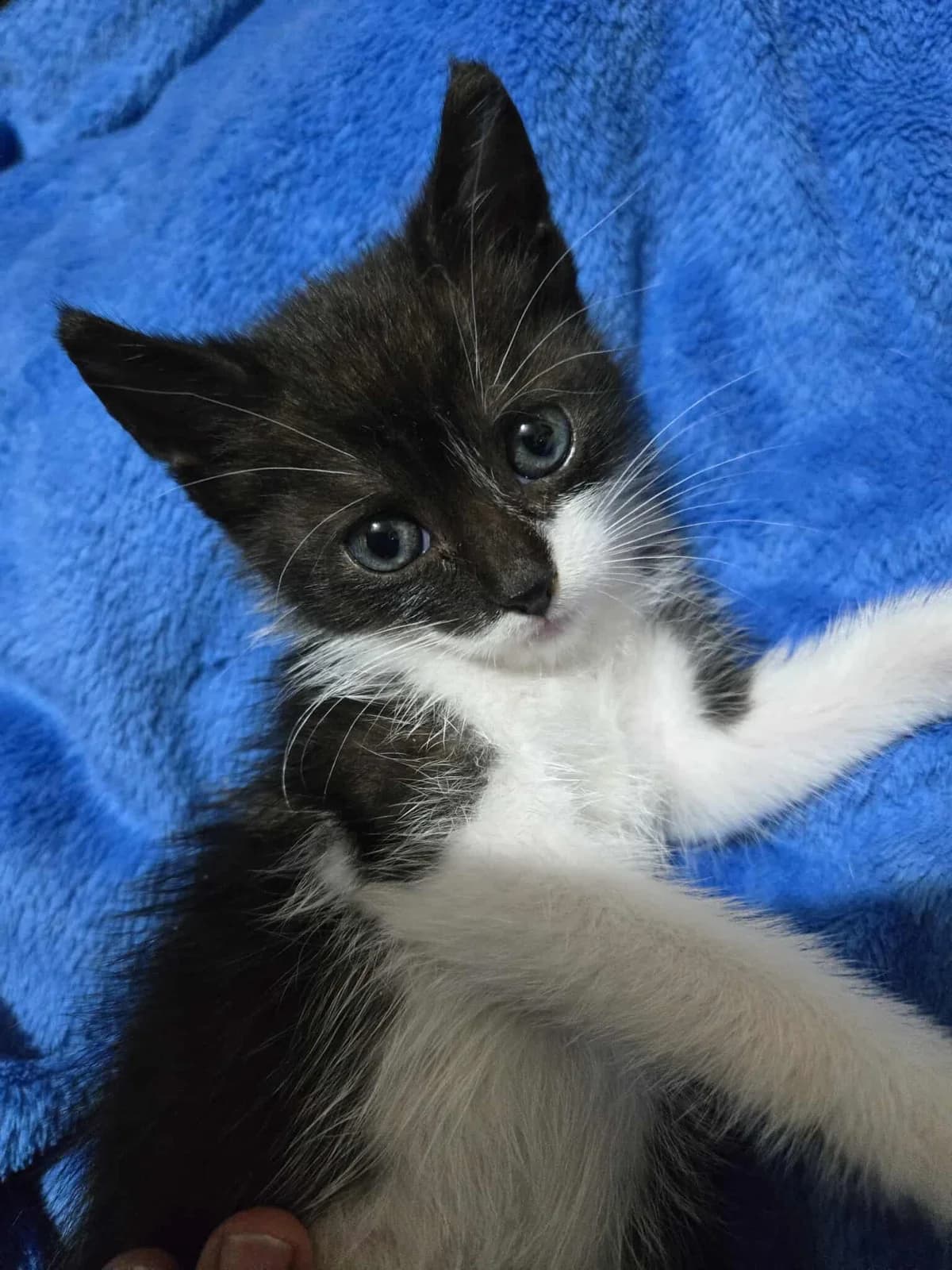ARTURO CAT-ADOPTAT, male mixed breed for adoption at No Limit Pets, Romania