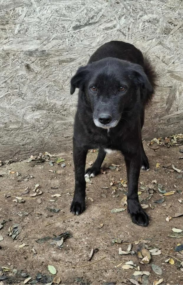 ASKAN 4502, male senior Mixed Breed for adoption at No Limit Pets, Romania