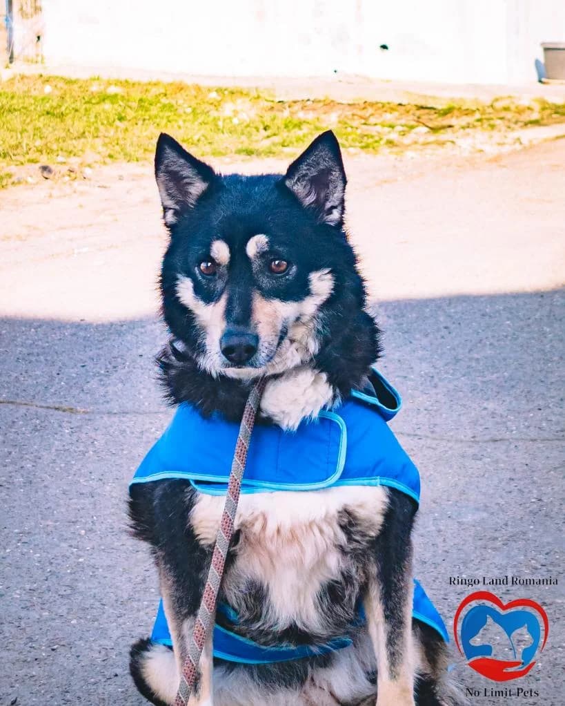 ASRA 2142, female young Mixed Breed for adoption at No Limit Pets, Romania