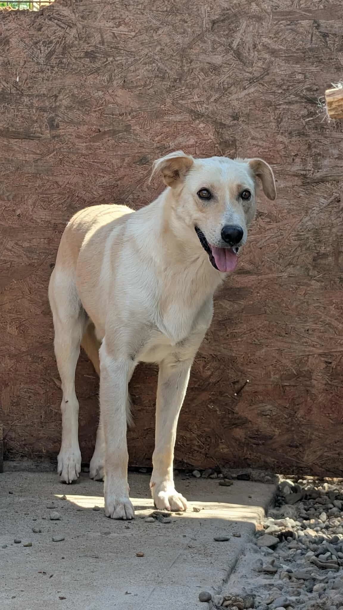 AUGUST 8083, male young Mixed Breed for adoption at No Limit Pets, Romania