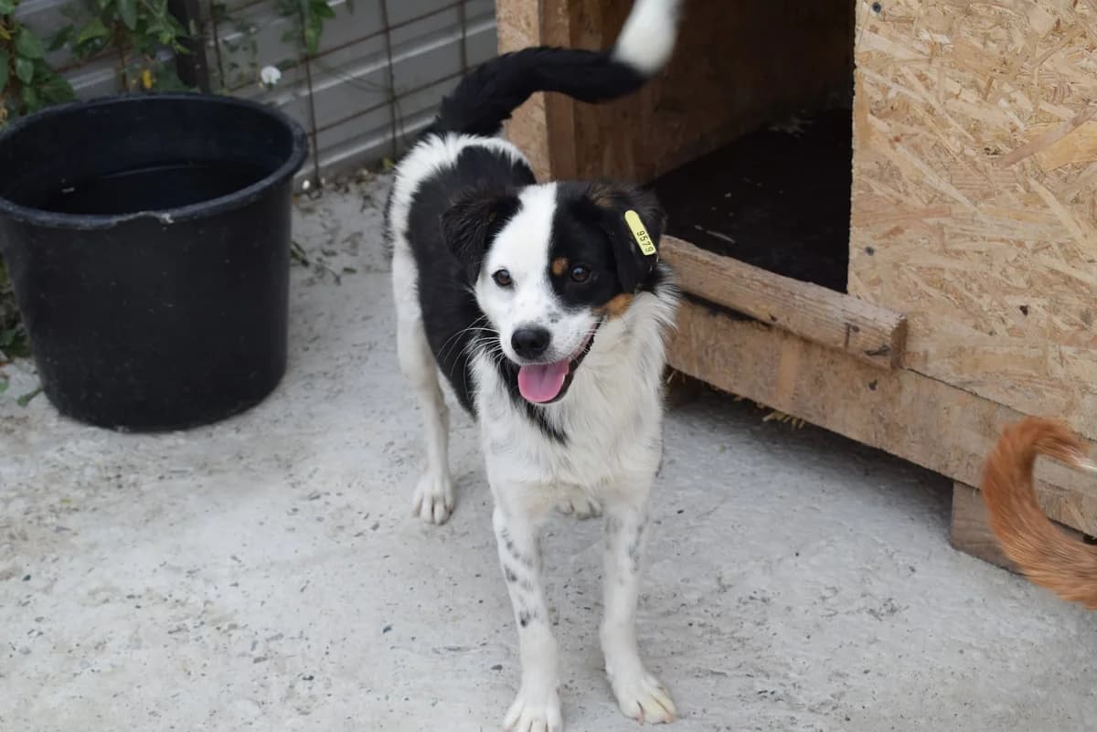 AXEL 1872, male Border Collie for adoption at No Limit Pets, Romania