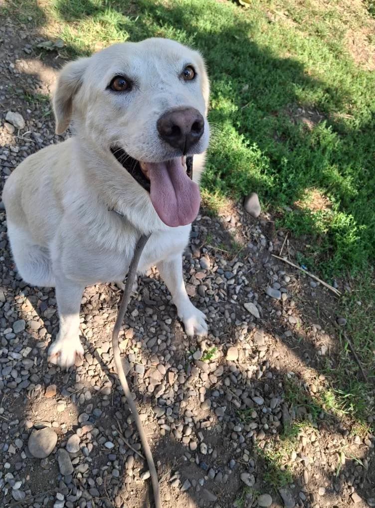 eBABALOU8895, male young Labrador Retriever for adoption at No Limit Pets, Romania