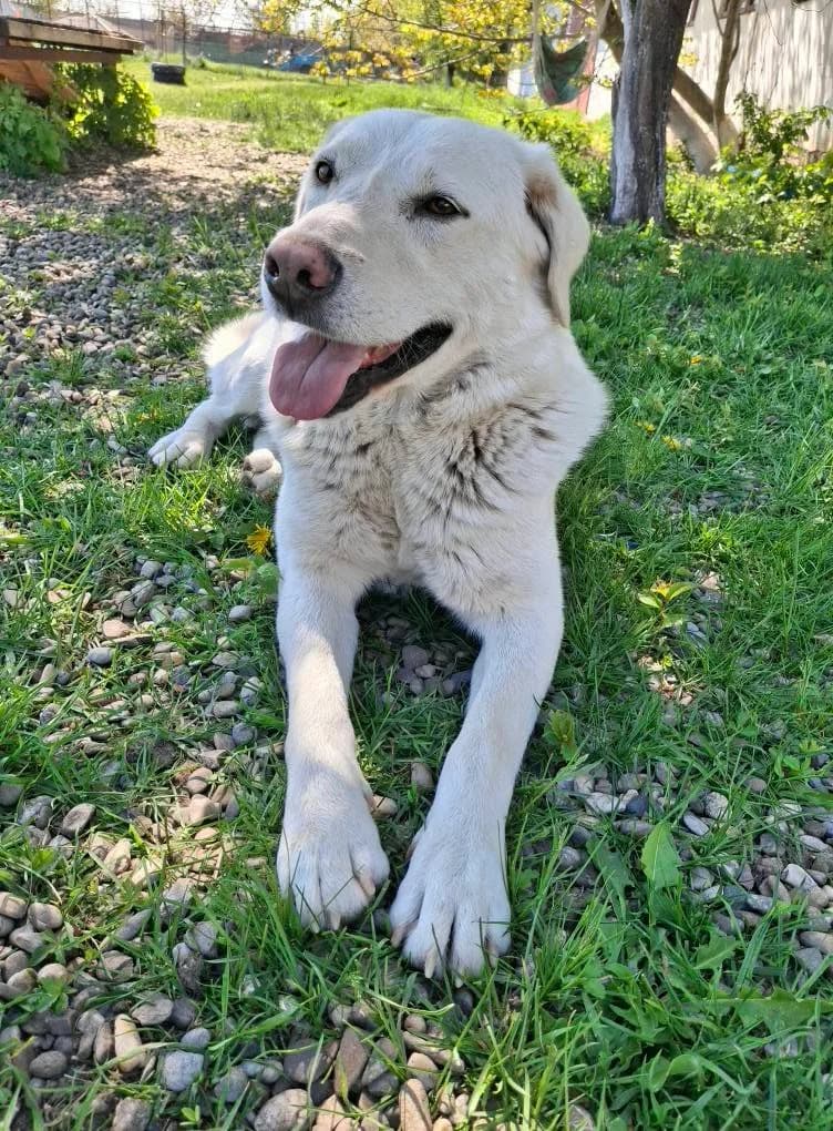 eBABALOU8895, male young Labrador Retriever for adoption at No Limit Pets, Romania