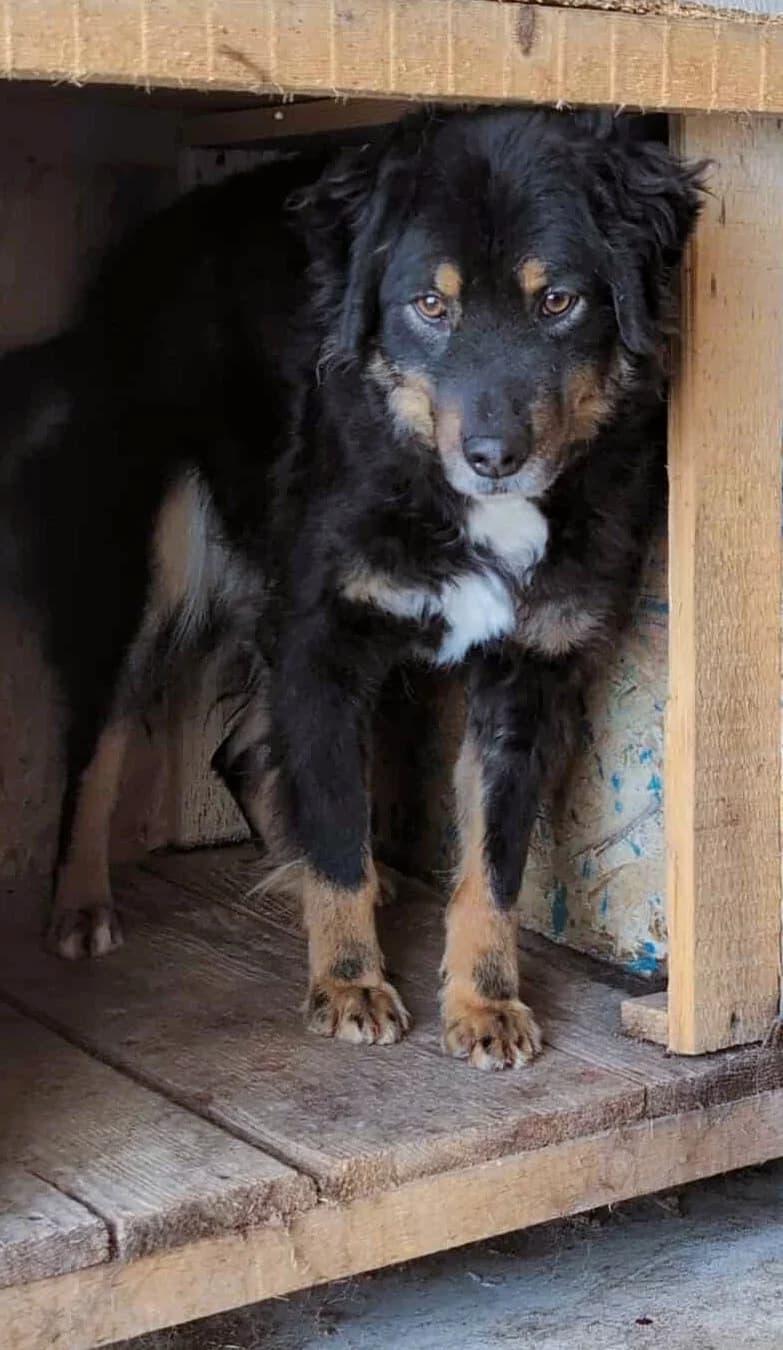 BAHRO 2173, male Mixed Breed for adoption at No Limit Pets, Romania