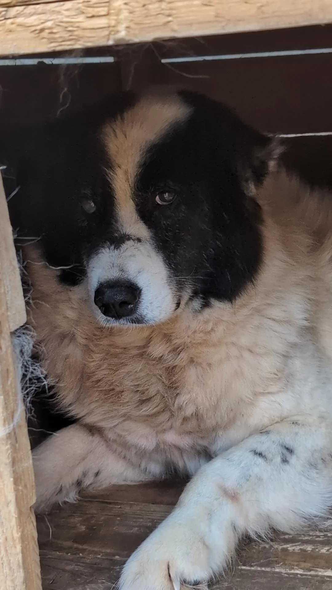 BAILEY 9511, male mixed breed for adoption at No Limit Pets, Romania