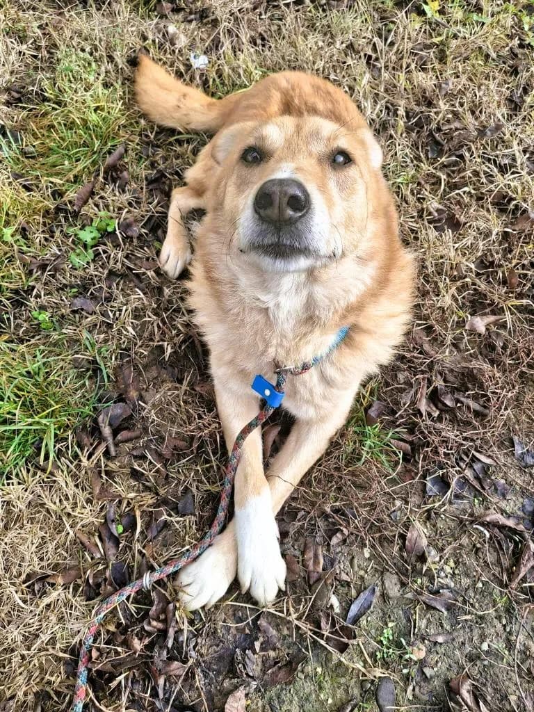 BALOU 1528, male Mixed Breed for adoption at No Limit Pets, Romania