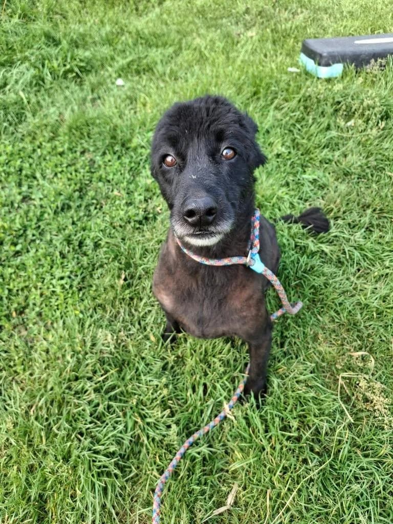 BALOU 5406, male 7yo mixed breed for adoption at No Limit Pets, Romania