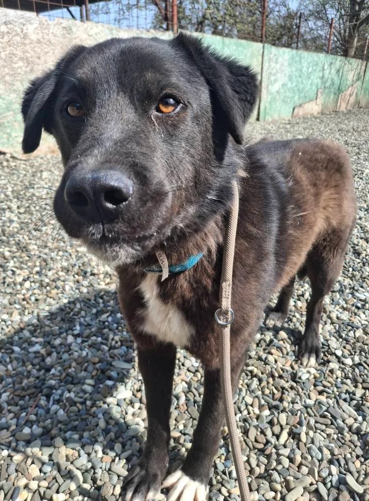 eBALU 0742, male Mixed Breed for adoption at No Limit Pets, Romania