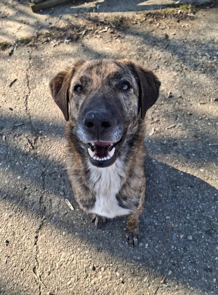 BANDAI 4175, male young mixed breed for adoption at No Limit Pets, Romania