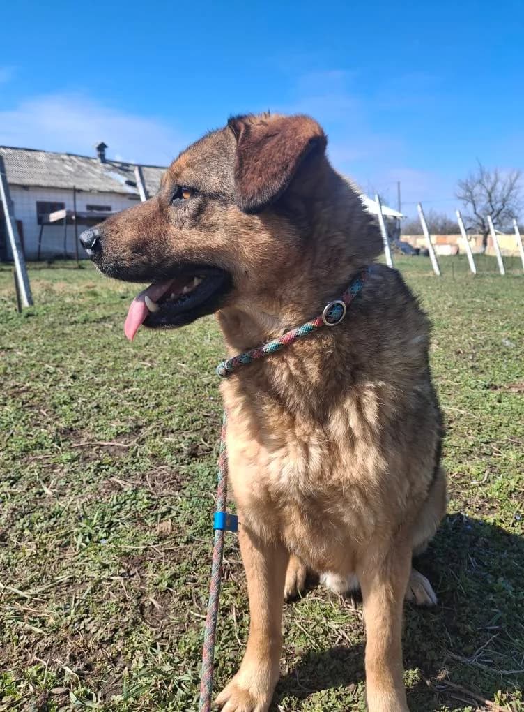 BARNEY 7662, male mixed breed for adoption at No Limit Pets, Romania