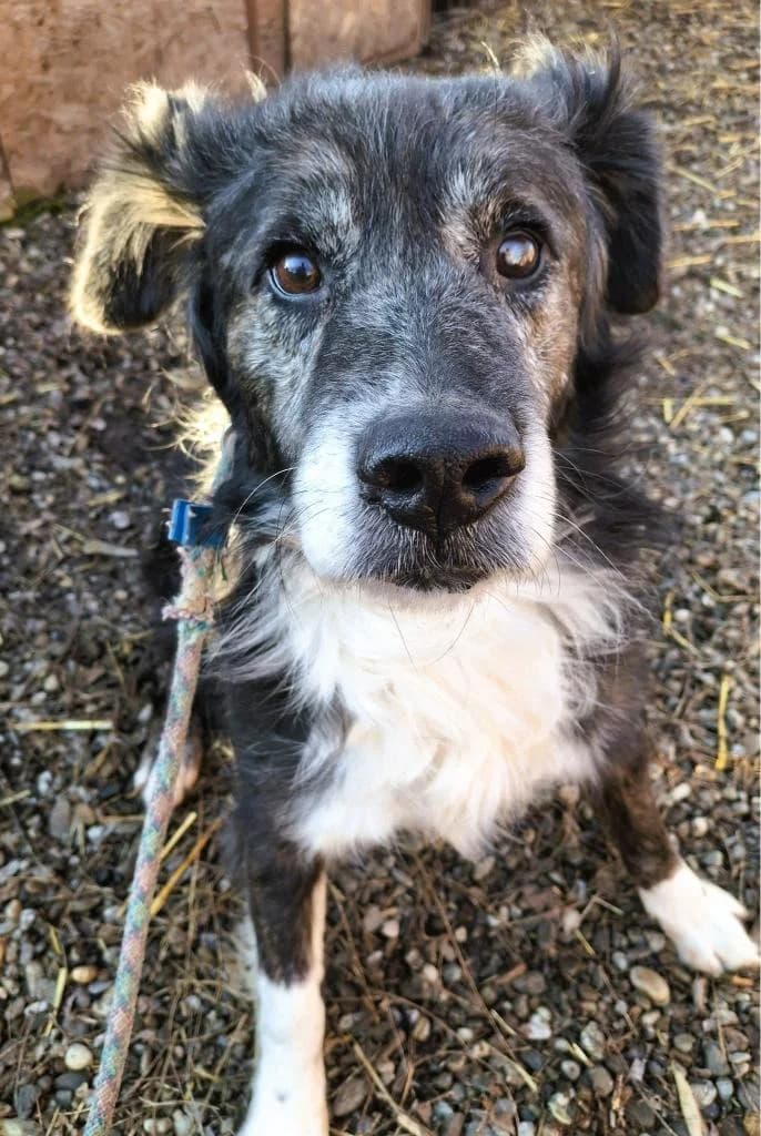 BASTI 6379, male 3yo Mixed Breed for adoption at No Limit Pets, Romania