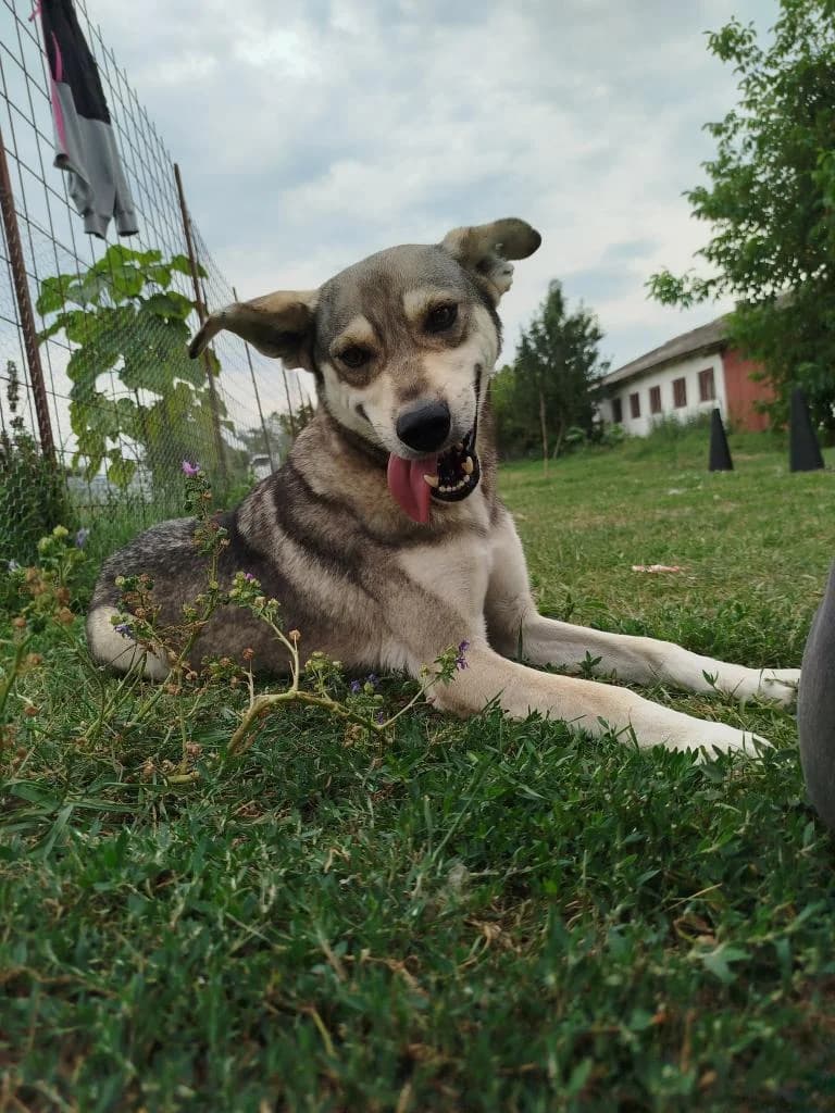 BASTI 7365, male 3yo Mixed Breed for adoption at No Limit Pets, Romania