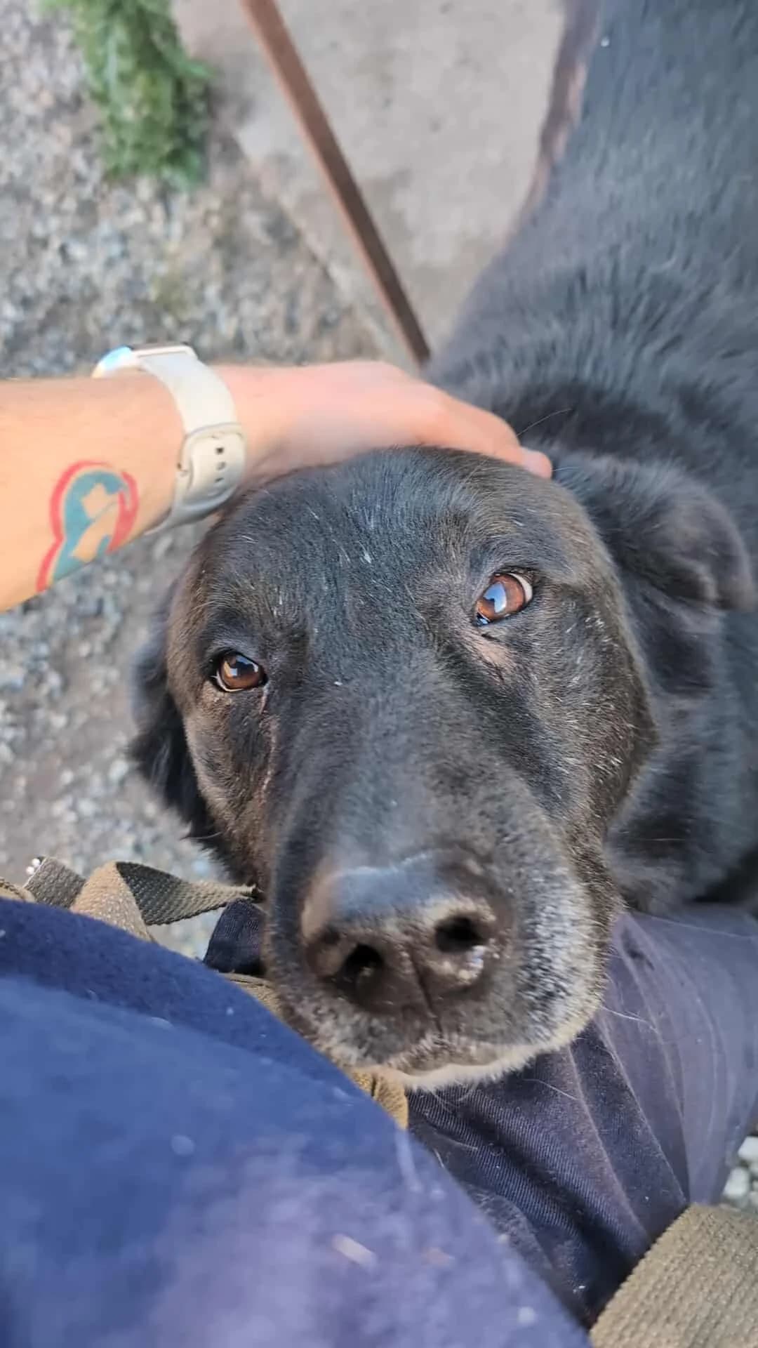 BAXTER 1273, male young Mixed Breed for adoption at No Limit Pets, Romania