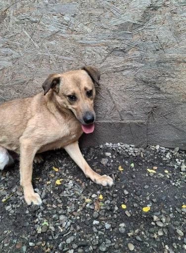 BEAR 6648, male young Mixed Breed for adoption at No Limit Pets, Romania