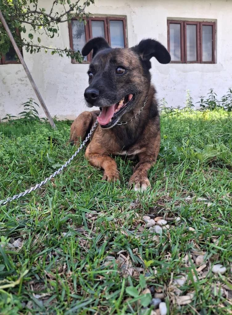 BEKKI 8571- ADOPTAT, female young mixed breed for adoption at No Limit Pets, Romania