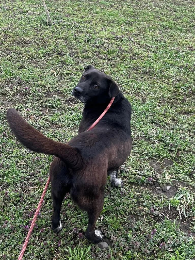 BELI-1224, male young mixed breed for adoption at No Limit Pets, Romania