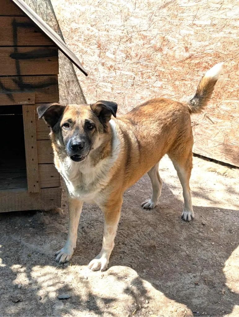 BELLA 0193, female 7yo Mixed Breed for adoption at No Limit Pets, Romania
