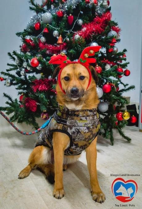 BELLA 4801, female young Mixed Breed for adoption at No Limit Pets, Romania