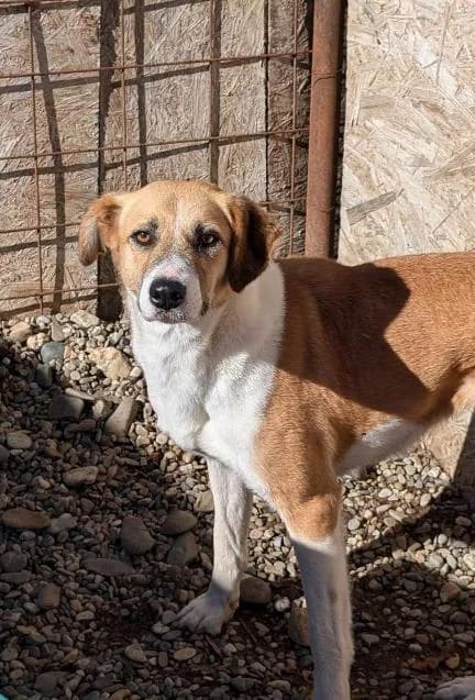 BELLE 9982, female Mixed Breed for adoption at No Limit Pets, Romania